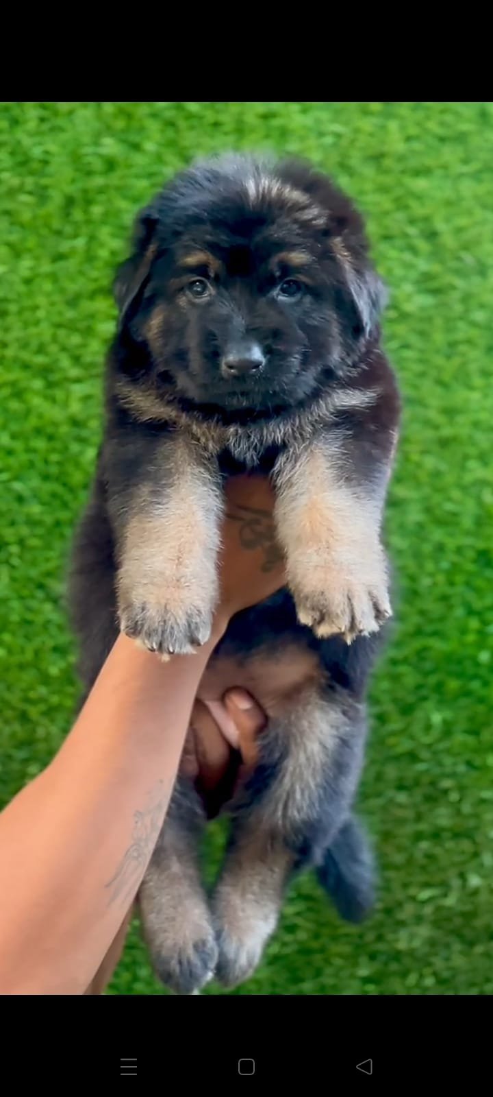 Purchase KCI Registered German Shepherd  Puppy from Goa